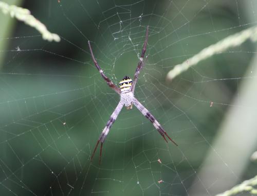 Réf. 190 105 : Argiope keyserlingi